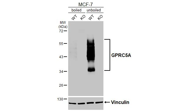 Western blot - Anti-GPRC5A antibody [HL3393] - BSA and Azide free (AB325862)