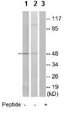 Western blot - Anti-GPRC5C antibody (AB75499)