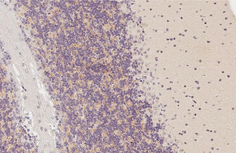 Immunohistochemistry (Formalin/PFA-fixed paraffin-embedded sections) - Anti-GPRC5C antibody [HL3595] - BSA and Azide free (AB325863)