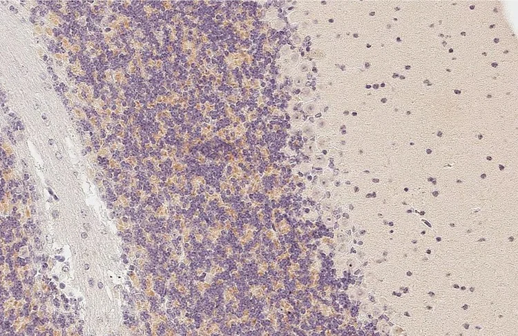 Immunohistochemistry (Formalin/PFA-fixed paraffin-embedded sections) - Anti-GPRC5C antibody [HL3595] - BSA and Azide free (AB325863)