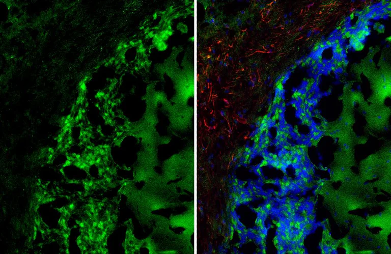 Immunohistochemistry (Frozen sections) - Anti-GPRC5C antibody [HL3595] - BSA and Azide free (AB325863)