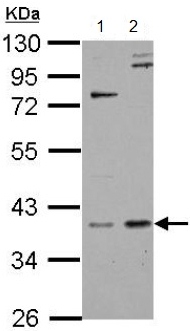 Western blot - Anti-GPS2 antibody (AB153986), expandable thumbnail