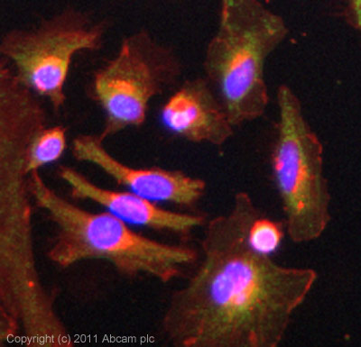 Immunocytochemistry/ Immunofluorescence - Anti-GPT2 antibody (AB101876)
