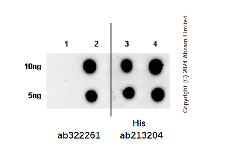 Dot Blot - Anti-GPT2 antibody [EPR29176-18] - BSA and Azide free (AB324833)