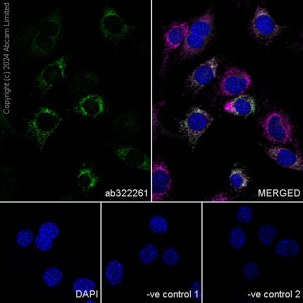 Immunocytochemistry/ Immunofluorescence - Anti-GPT2 antibody [EPR29176-18] - BSA and Azide free (AB324833)