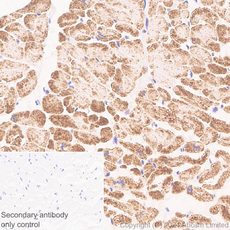 Immunohistochemistry (Formalin/PFA-fixed paraffin-embedded sections) - Anti-GPT2 antibody [EPR29176-18] - BSA and Azide free (AB324833)