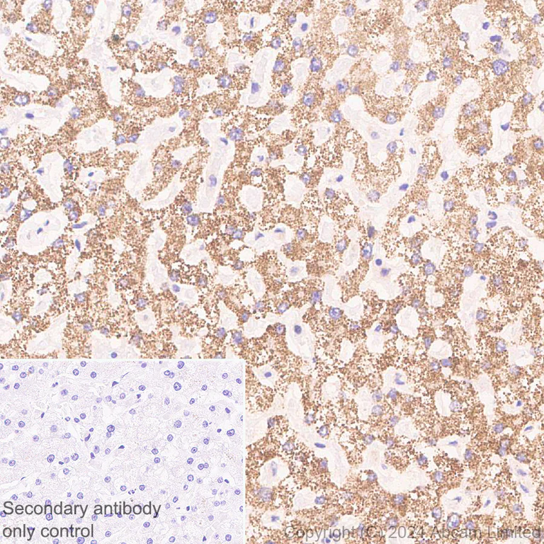 Immunohistochemistry (Formalin/PFA-fixed paraffin-embedded sections) - Anti-GPT2 antibody [EPR29176-18] - BSA and Azide free (AB324833)