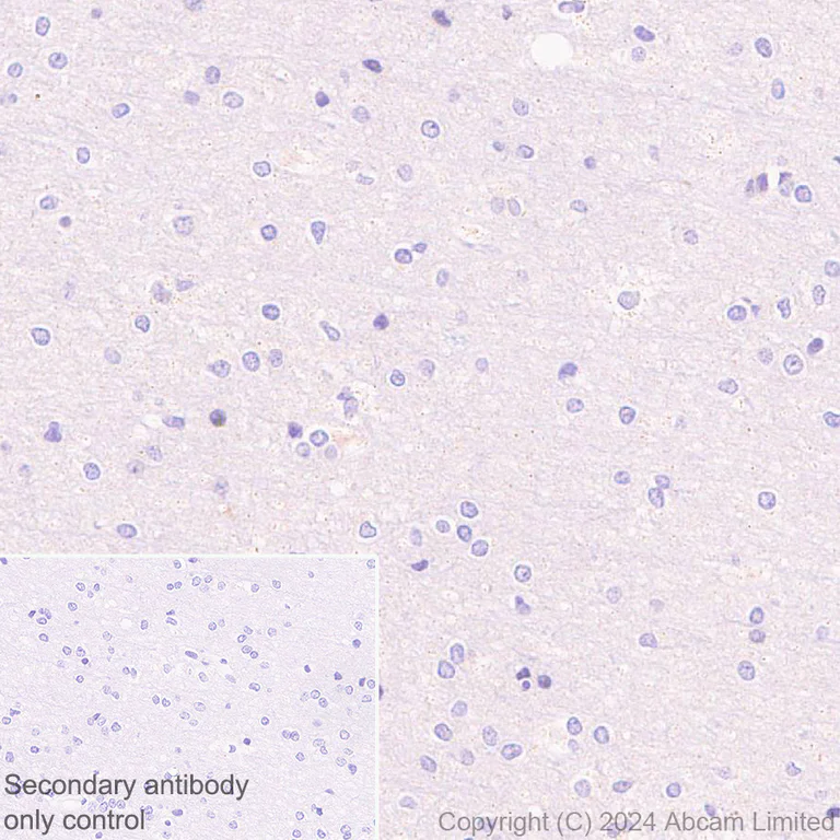 Immunohistochemistry (Formalin/PFA-fixed paraffin-embedded sections) - Anti-GPT2 antibody [EPR29176-18] - BSA and Azide free (AB324833)