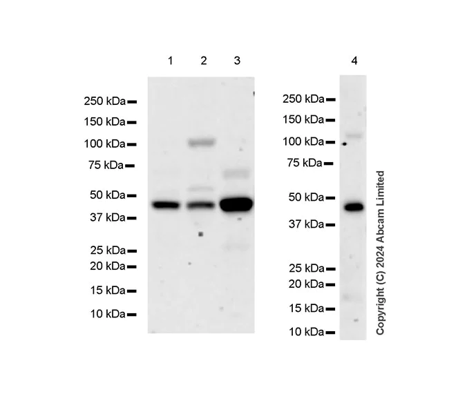 Western blot - Anti-GPT2 antibody [EPR29176-18] - BSA and Azide free (AB324833)