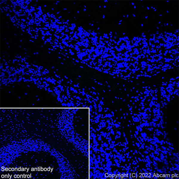 Immunohistochemistry (Frozen sections) - Anti-GPVI antibody [EPR25283-14] (AB289964)