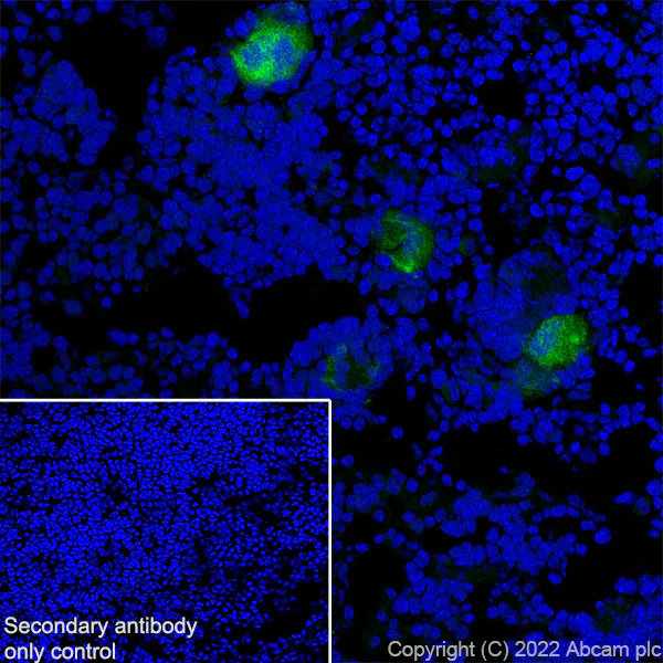 Immunohistochemistry (Frozen sections) - Anti-GPVI antibody [EPR25283-14] (AB289964)