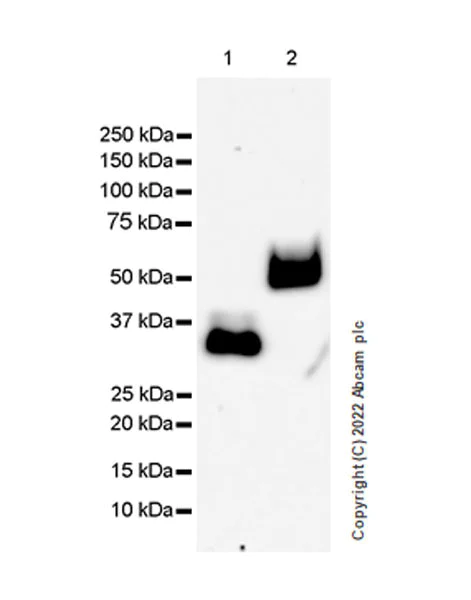 Western blot - Anti-GPVI antibody [EPR25283-14] (AB289964)
