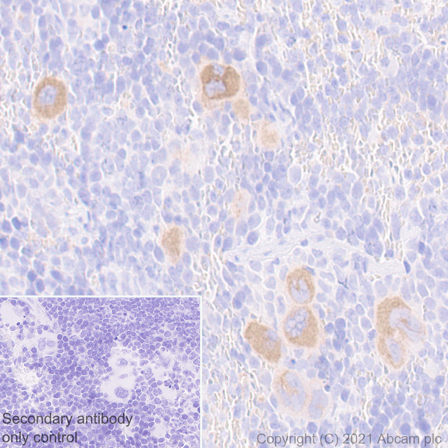 Immunohistochemistry (Formalin/PFA-fixed paraffin-embedded sections) - Anti-GPVI antibody [EPR25283-14] - BSA and Azide free (AB289987), expandable thumbnail