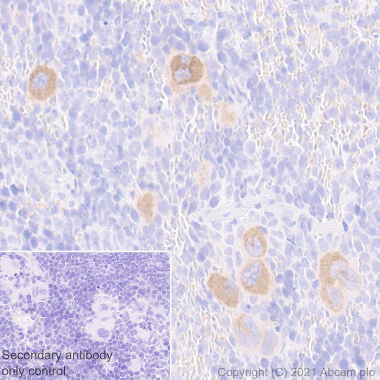 Immunohistochemistry (Formalin/PFA-fixed paraffin-embedded sections) - Anti-GPVI antibody [EPR25283-14] - BSA and Azide free (AB289987)