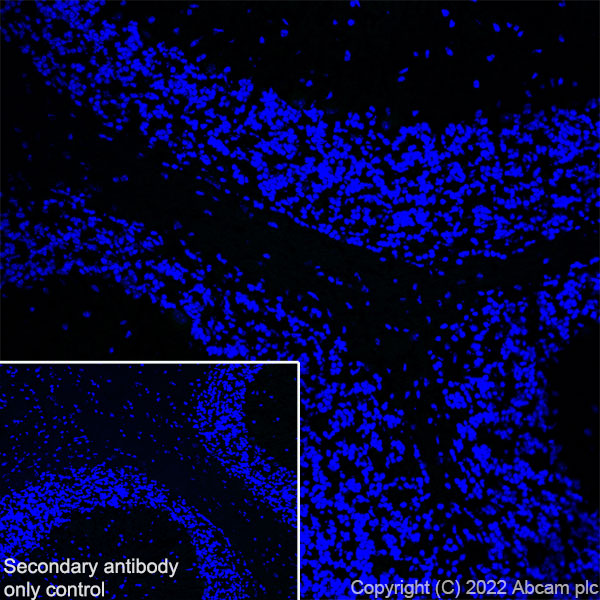 Immunohistochemistry (Frozen sections) - Anti-GPVI antibody [EPR25283-14] - BSA and Azide free (ab289987), expandable thumbnail