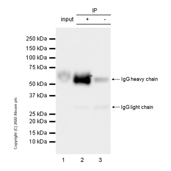 Immunoprecipitation - Anti-GPVI antibody [EPR25283-14] - BSA and Azide free (AB289987), expandable thumbnail