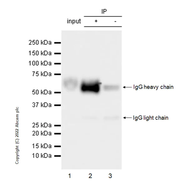 Immunoprecipitation - Anti-GPVI antibody [EPR25283-14] - BSA and Azide free (AB289987)