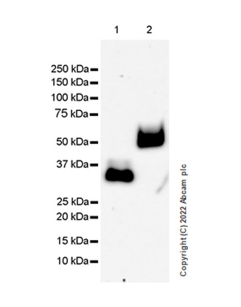 Western blot - Anti-GPVI antibody [EPR25283-14] - BSA and Azide free (ab289987), expandable thumbnail