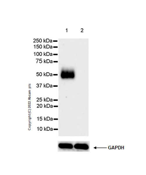 Western blot - Anti-GPVI antibody [EPR25283-14] - BSA and Azide free (AB289987), expandable thumbnail