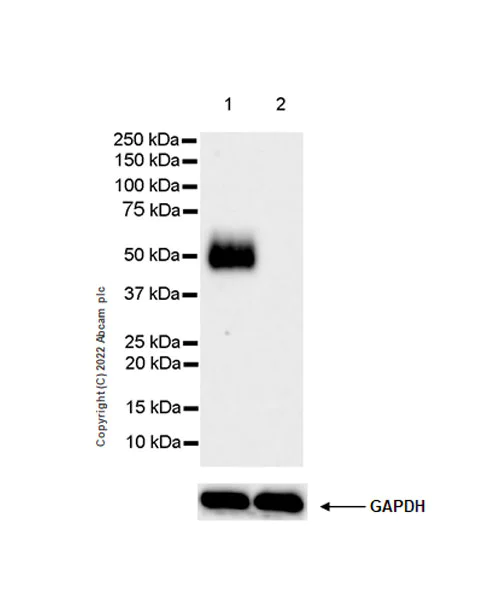 Western blot - Anti-GPVI antibody [EPR25283-14] - BSA and Azide free (AB289987)
