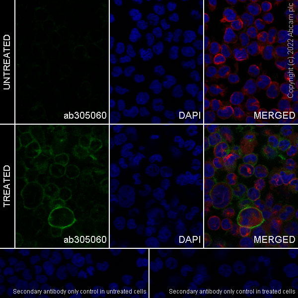 Immunocytochemistry - Anti-GPVI antibody [EPR25690-60] - BSA and Azide free (AB305061)
