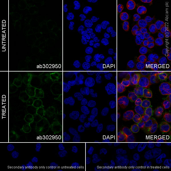 Immunocytochemistry - Anti-GPVI antibody [EPR25690-71] (AB302950)