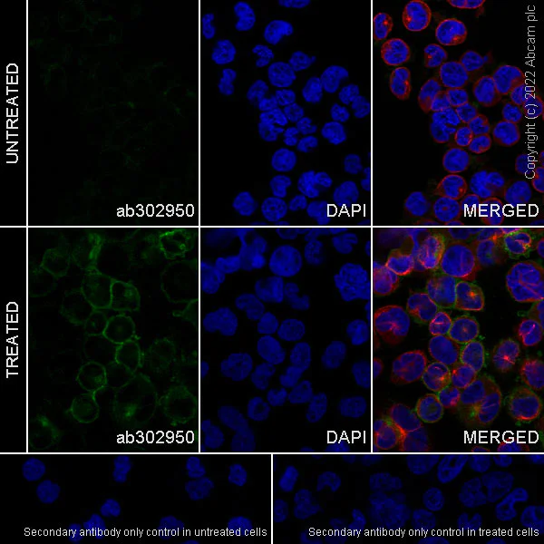 Immunocytochemistry - Anti-GPVI antibody [EPR25690-71] (AB302950)