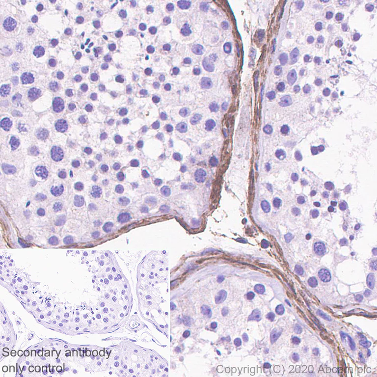 Immunohistochemistry (Formalin/PFA-fixed paraffin-embedded sections) - Anti-GPx-3 + GPx-5 antibody [EPR19951-136] (AB275965)