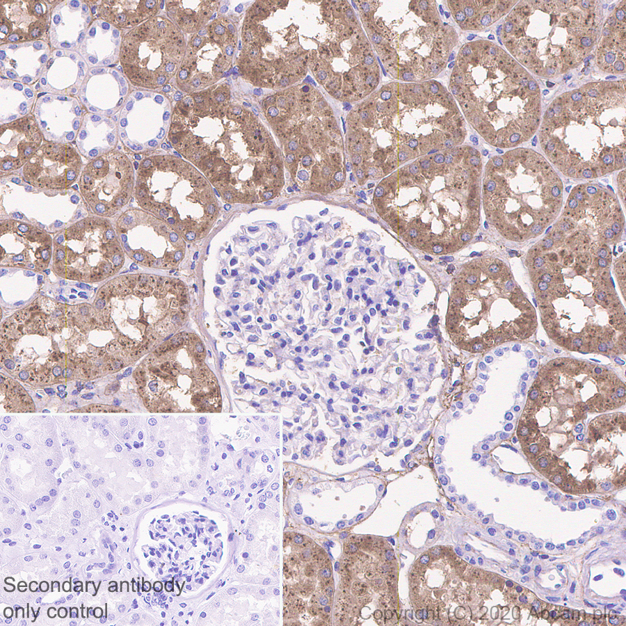 Immunohistochemistry (Formalin/PFA-fixed paraffin-embedded sections) - Anti-GPx-3 + GPx-5 antibody [EPR19951-136] (AB275965)