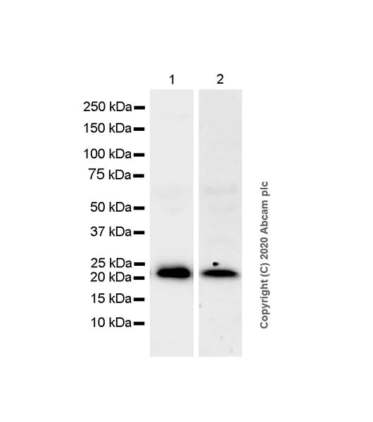 Western blot - Anti-GPx-3 + GPx-5 antibody [EPR19951-136] (AB275965)