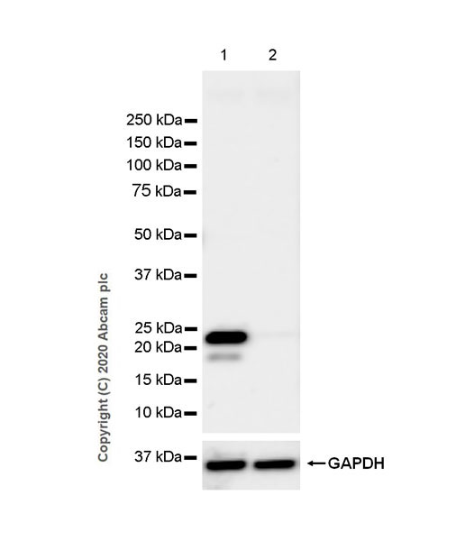Western blot - Anti-GPx-3 + GPx-5 antibody [EPR19951-136] (AB275965)