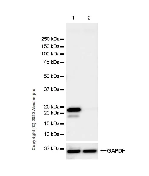 Western blot - Anti-GPx-3 + GPx-5 antibody [EPR19951-136] (AB275965)