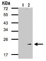 Western blot - Anti-GPx-7 antibody (AB96257)