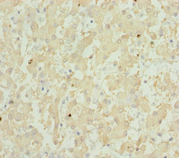 Immunohistochemistry (Formalin/PFA-fixed paraffin-embedded sections) - Anti-GPX5 antibody (AB230025), expandable thumbnail