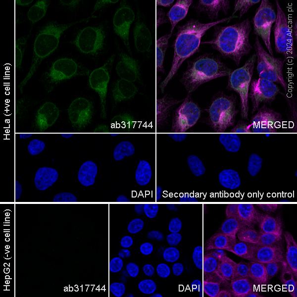Immunocytochemistry/ Immunofluorescence - Anti-GPX8 antibody [EPR28823-80] (AB317744), expandable thumbnail