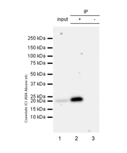 Immunoprecipitation - Anti-GPX8 antibody [EPR28823-80] (ab317744), expandable thumbnail