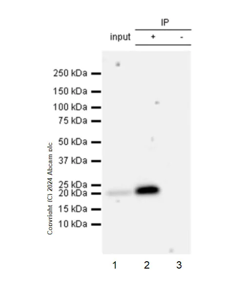 Immunoprecipitation - Anti-GPX8 antibody [EPR28823-80] (AB317744)