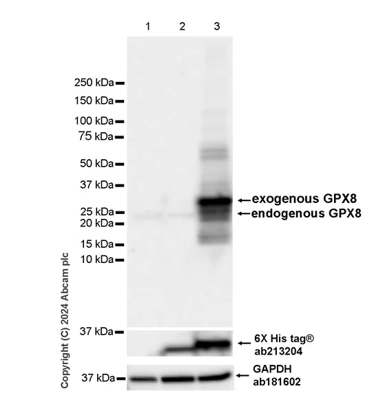 Western blot - Anti-GPX8 antibody [EPR28823-80] (AB317744)