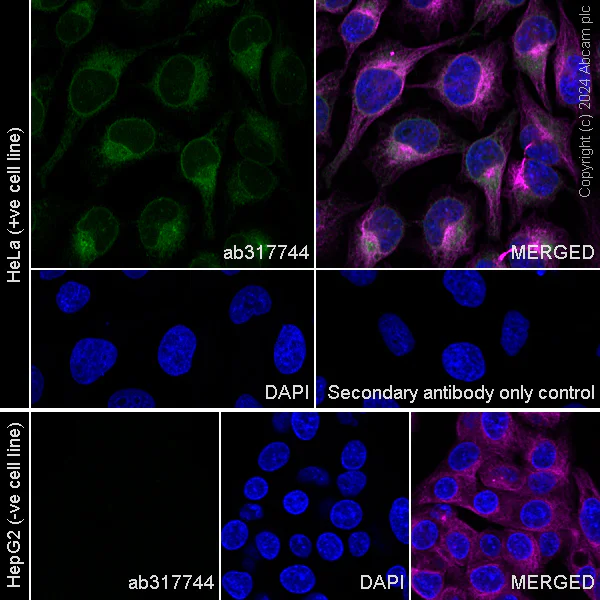 Immunocytochemistry/ Immunofluorescence - Anti-GPX8 antibody [EPR28823-80] - BSA and Azide free (AB317745)