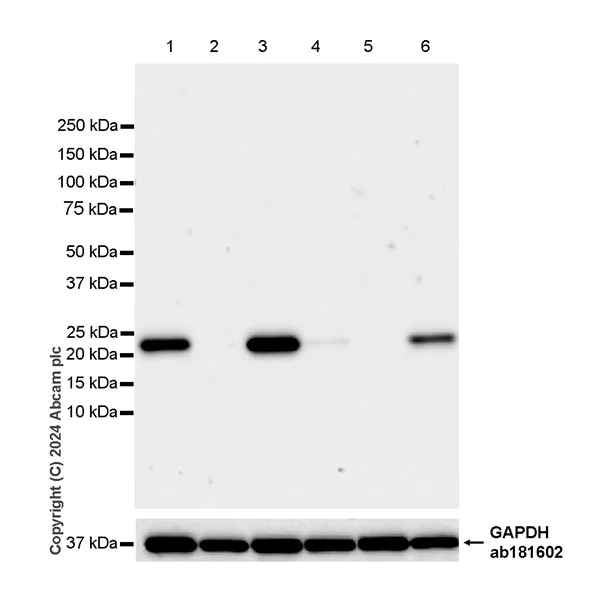 Western blot - Anti-GPX8 antibody [EPR28823-80] - BSA and Azide free (AB317745)