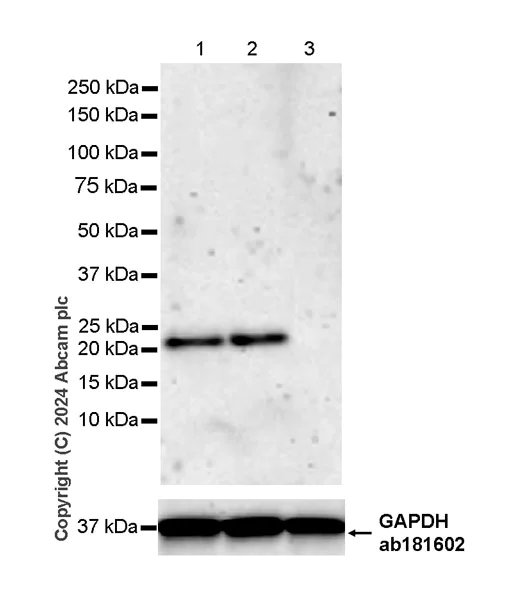Western blot - Anti-GPX8 antibody [EPR28823-80] - BSA and Azide free (AB317745)