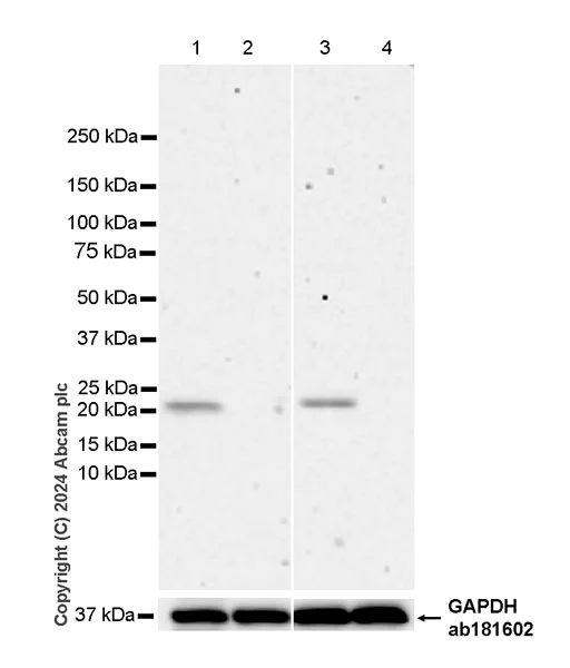 Western blot - Anti-GPX8 antibody [EPR28823-80] - BSA and Azide free (AB317745)