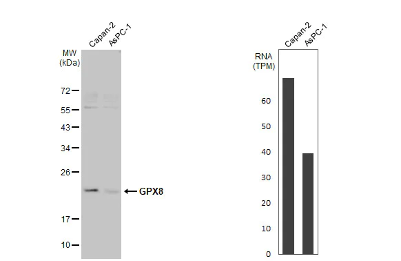 Western blot - Anti-GPX8 antibody [HL2439] (AB317226)