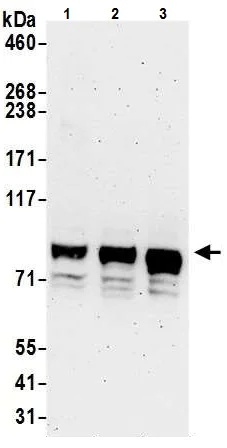 Western blot - Anti-GRAF antibody (AB226177)