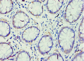Immunohistochemistry (Formalin/PFA-fixed paraffin-embedded sections) - Anti-GRAF antibody (AB238883)