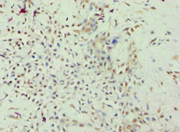 Immunohistochemistry (Formalin/PFA-fixed paraffin-embedded sections) - Anti-GRAF antibody (AB238883)