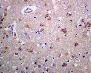 Immunohistochemistry (Formalin/PFA-fixed paraffin-embedded sections) - Anti-GRAF antibody [EPR8252] (AB137085)
