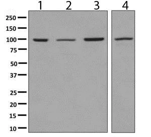 Western blot - Anti-GRAF antibody [EPR8252] (AB137085)