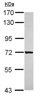 Western blot - Anti-Grainyhead-like protein 1 homolog antibody (AB111582)
