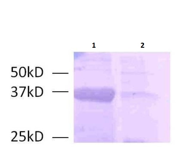 Western blot - Anti-Gram Positive Bacteria antibody [G43J] (AB267414), expandable thumbnail